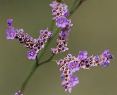 استاتیس دائمی